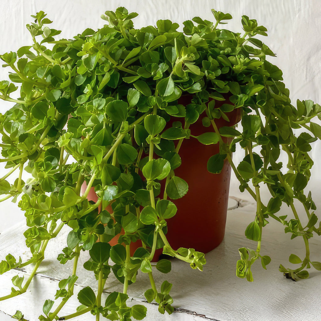 Baby Tears Plants ‘Pilea depressa’