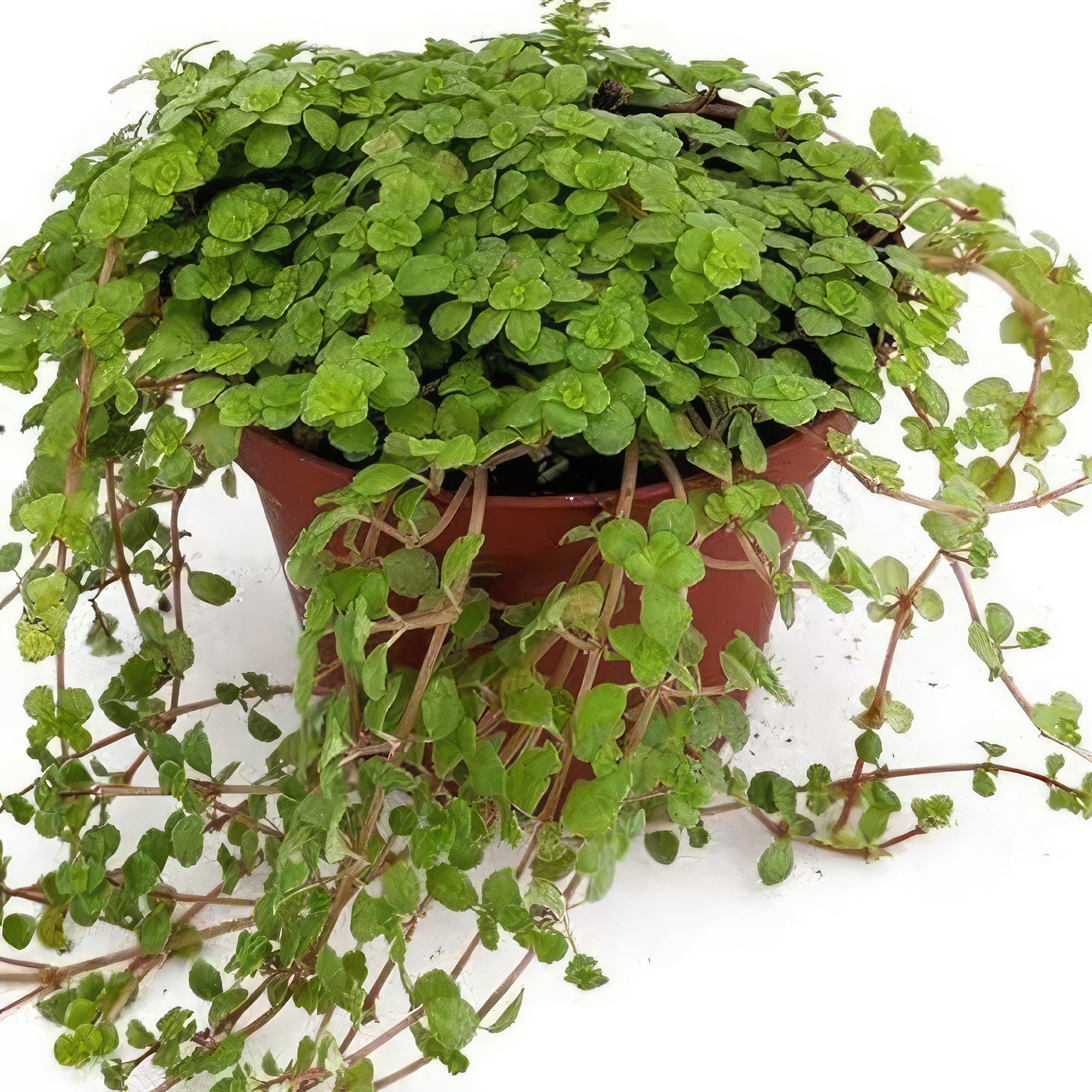 Shop ‘Baby Tears Plants – Pilea depressa’ Care and Growing Guide ...