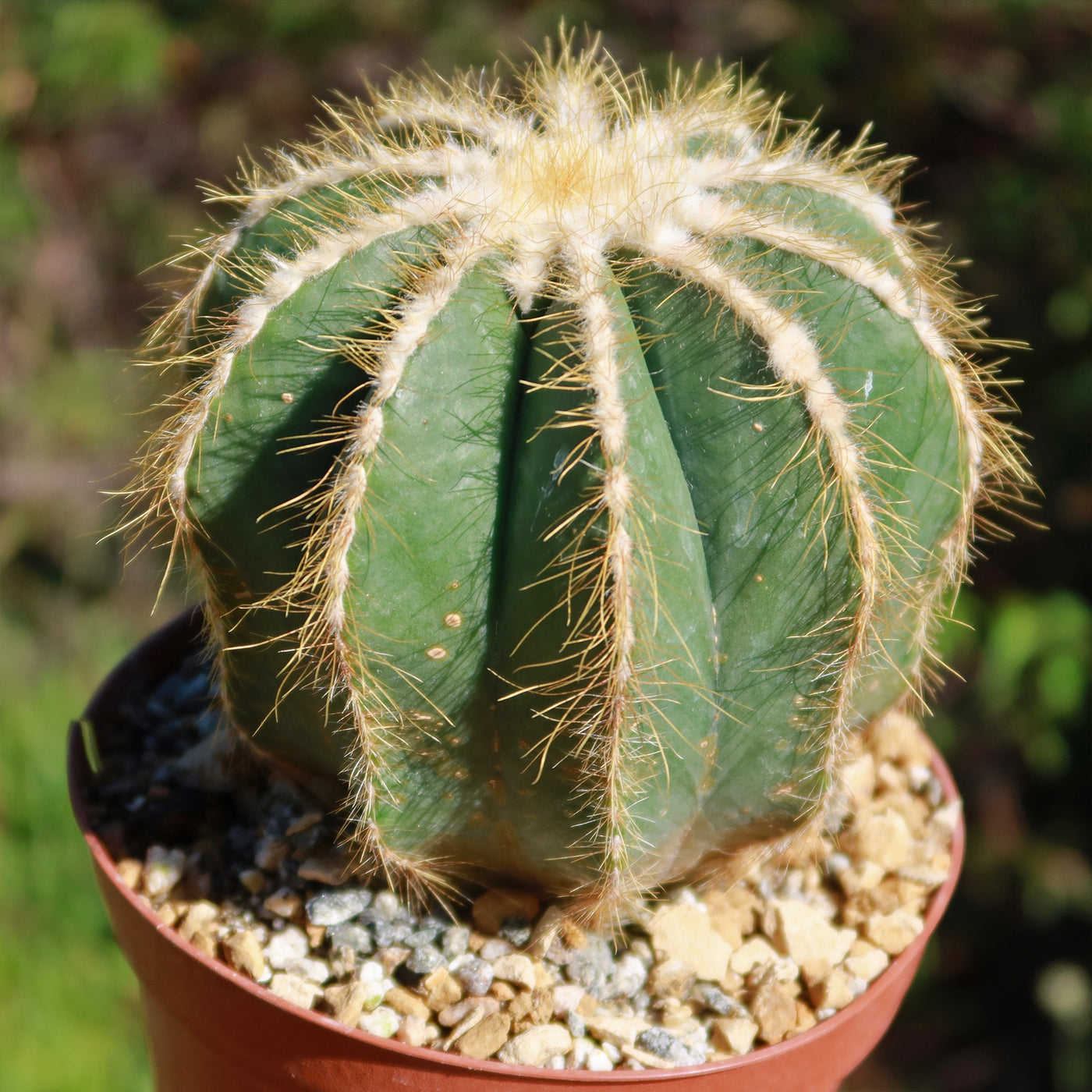 ball cactus succulent Ball Cactus 'Parodia magnifica
