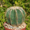 Ball Cactus &