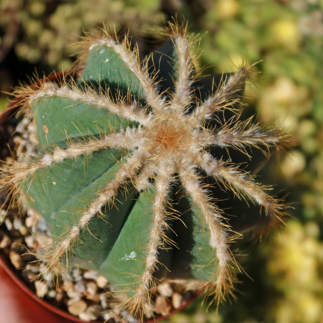 E254 - Parodia magnifica - Ball Cactus high quality w/10 pups - Updated 6/6/2022