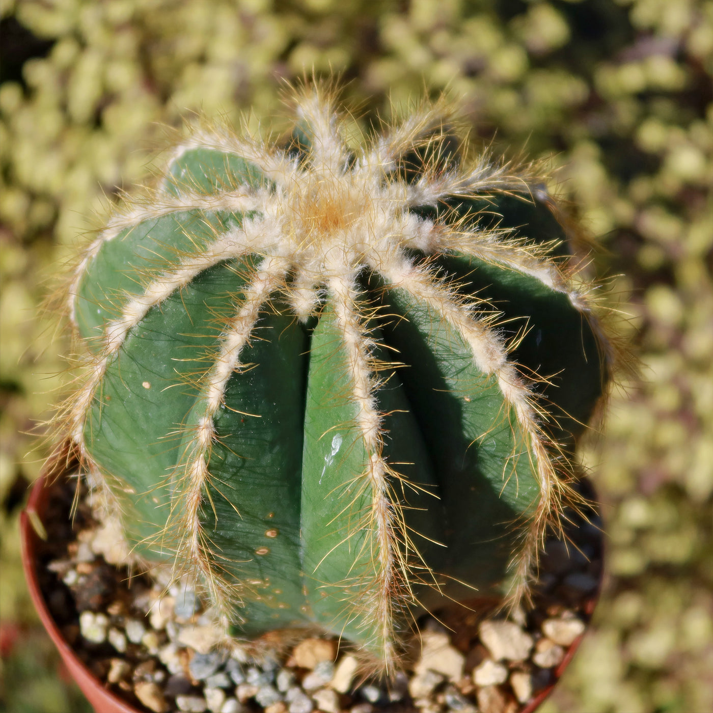 Ball Cactus 'Parodia magnifica'