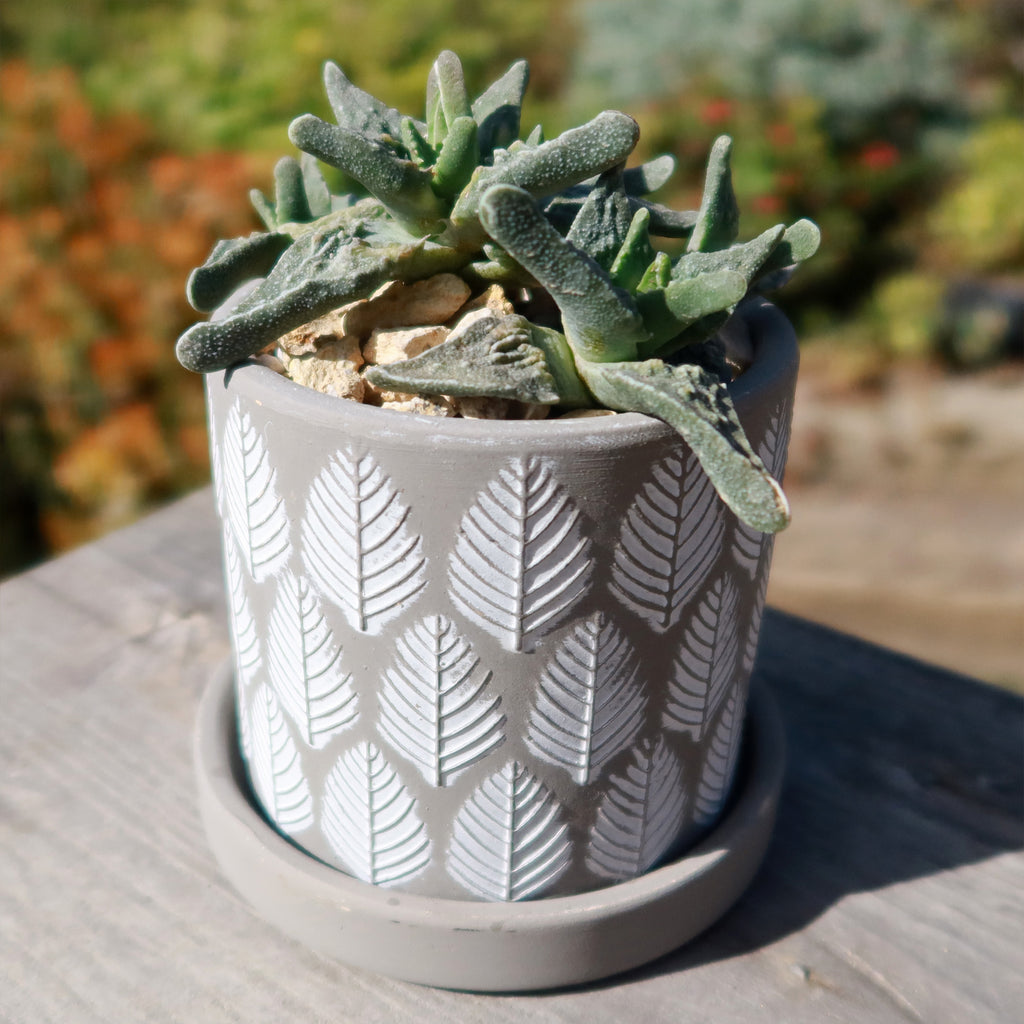 Balter Pot and Saucer