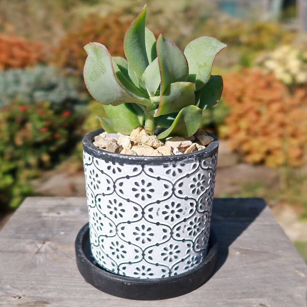 Balter Pot and Saucer