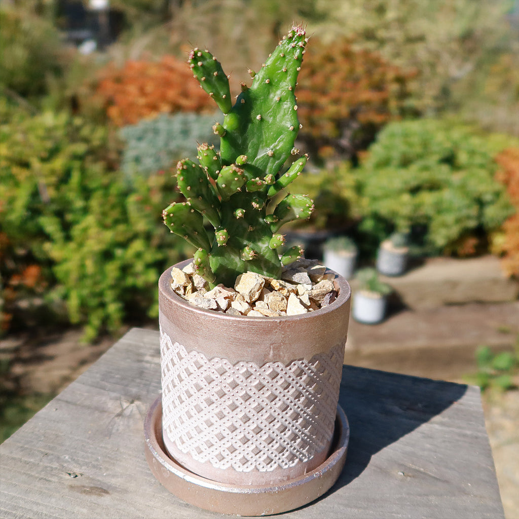 Balter Pot and Saucer