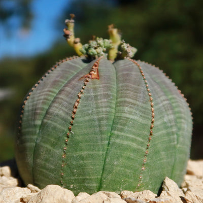 obesa succulent Baseball Plant 'Euphorbia obesa' 4" Pot