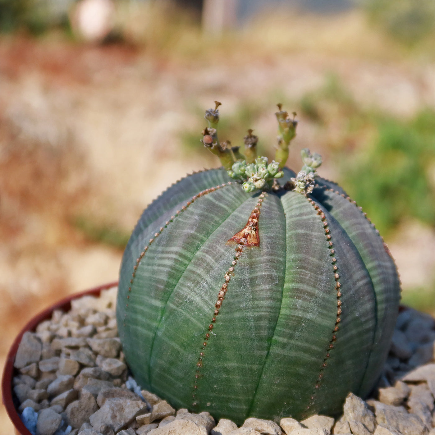 obesa succulent Baseball Plant 'Euphorbia obesa' 4" Pot