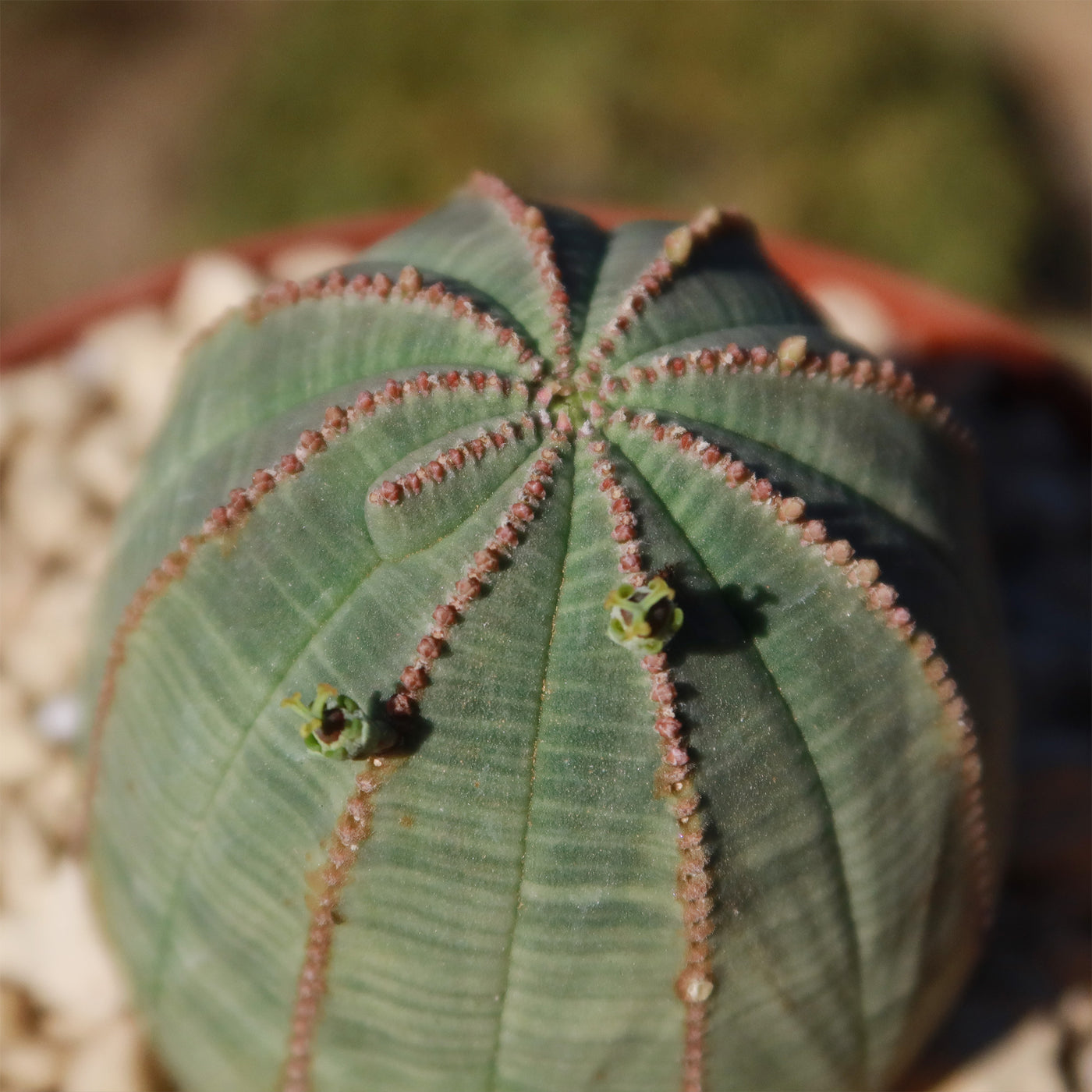 baseball succulent Baseball Plant 'Euphorbia obesa' 4" Pot