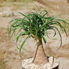 Ponytail palm &