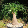 Ponytail palm &