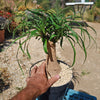 Ponytail palm &