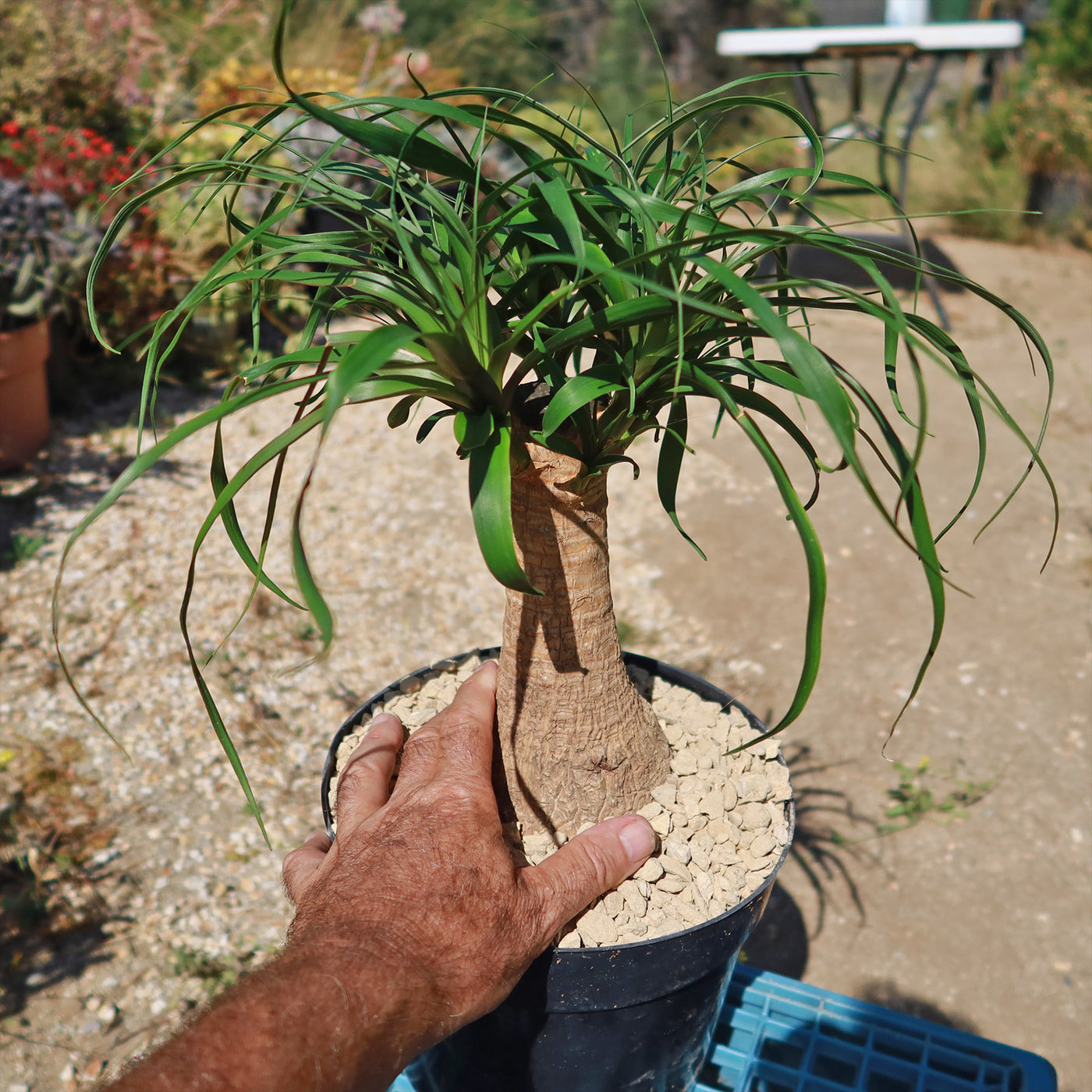 Palm: Beaucarnea recurvata (Nolina recurvata) - T-Y Nursery