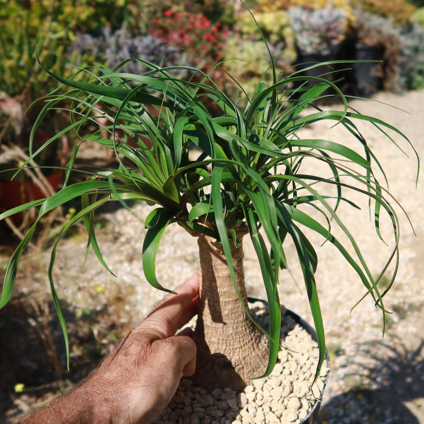 Palm: Beaucarnea recurvata (Nolina recurvata) - T-Y Nursery
