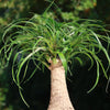 Ponytail palm &