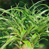 Ponytail palm &