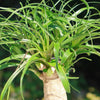 Ponytail palm &