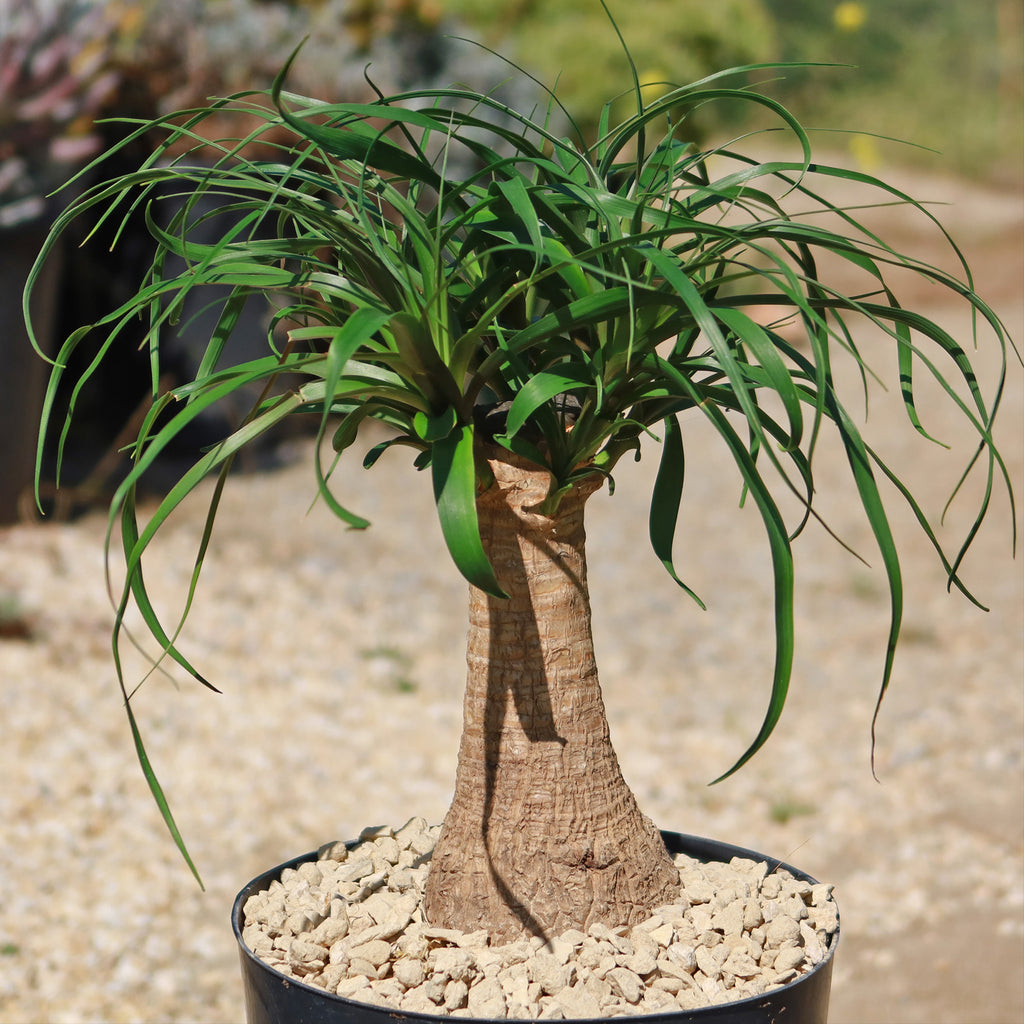 Ponytail palm &
