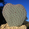 Beavertail Cactus &