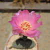 Beavertail Cactus &