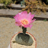 Beavertail Cactus &