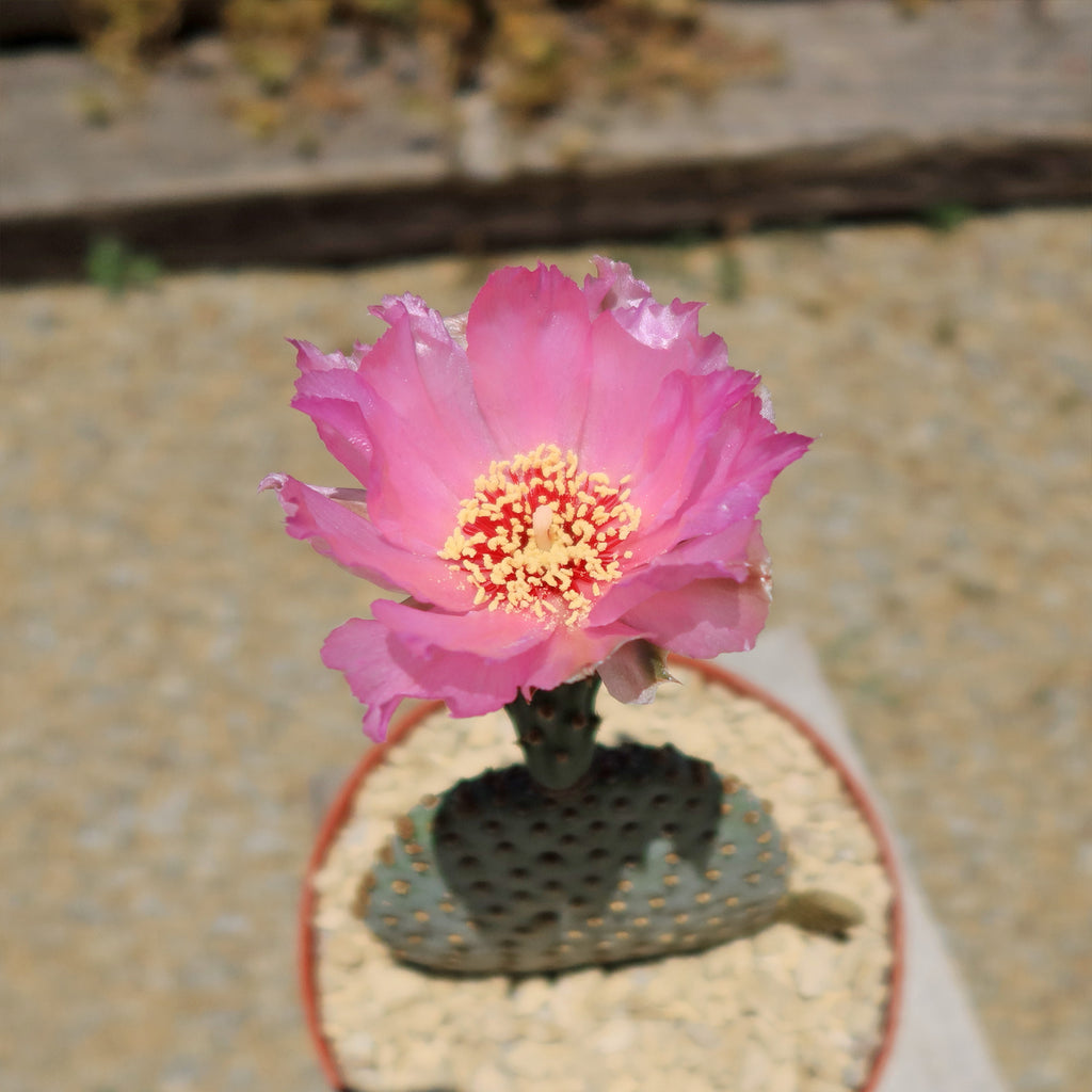 Beavertail Cactus &