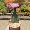 Beavertail Cactus &