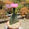 Beavertail Cactus &