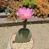 Beavertail Cactus &