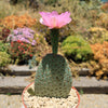 Beavertail Cactus &