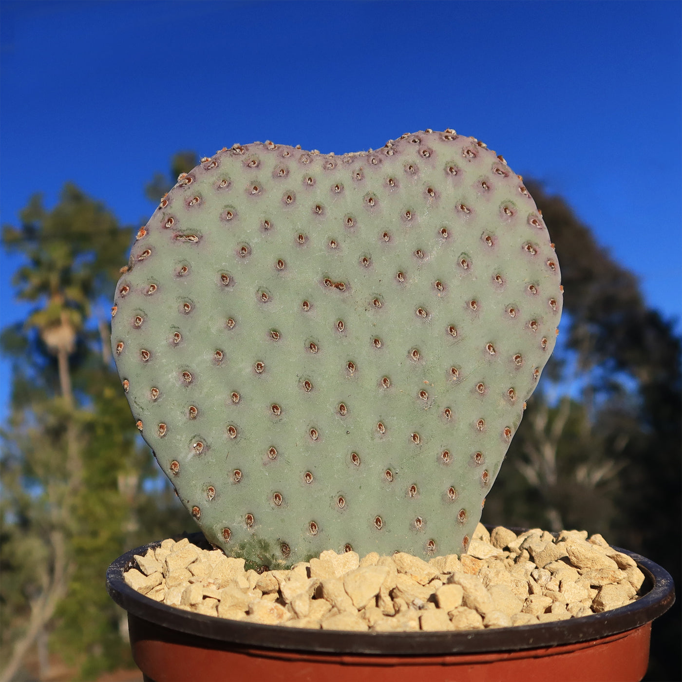 heart shaped prickly pear cactus Buy 'Beavertail Cactus - Opuntia basilaris' Care and Growers Guide