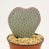 Beavertail Cactus &