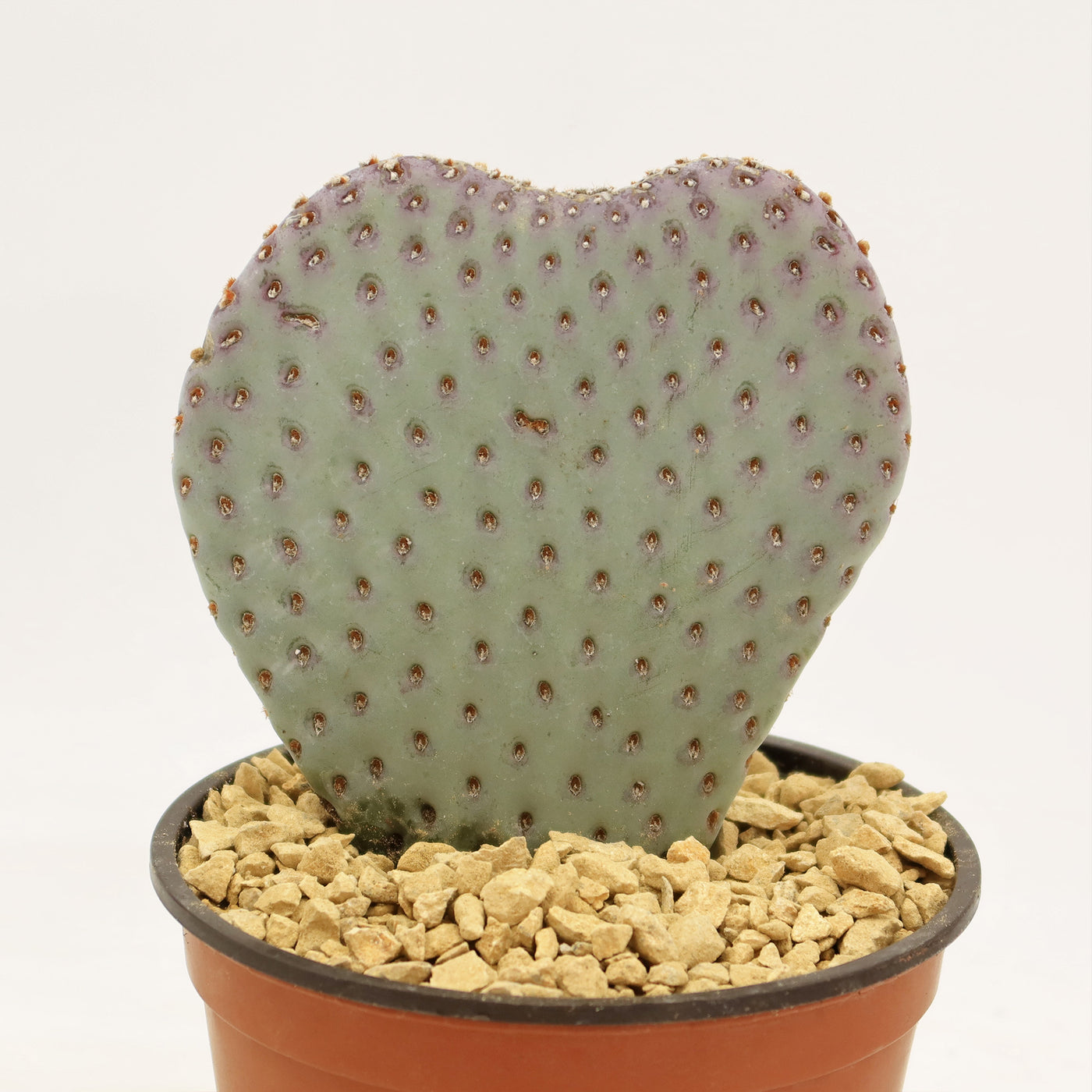 Beavertail Cactus 'Opuntia basilaris'
