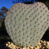 Beavertail Cactus &