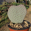 Beavertail Cactus &