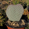 Beavertail Cactus &