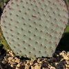 Beavertail Cactus &