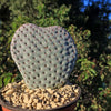 Beavertail Cactus &