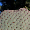 Beavertail Cactus &