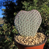 Beavertail Cactus &