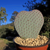 Beavertail Cactus &