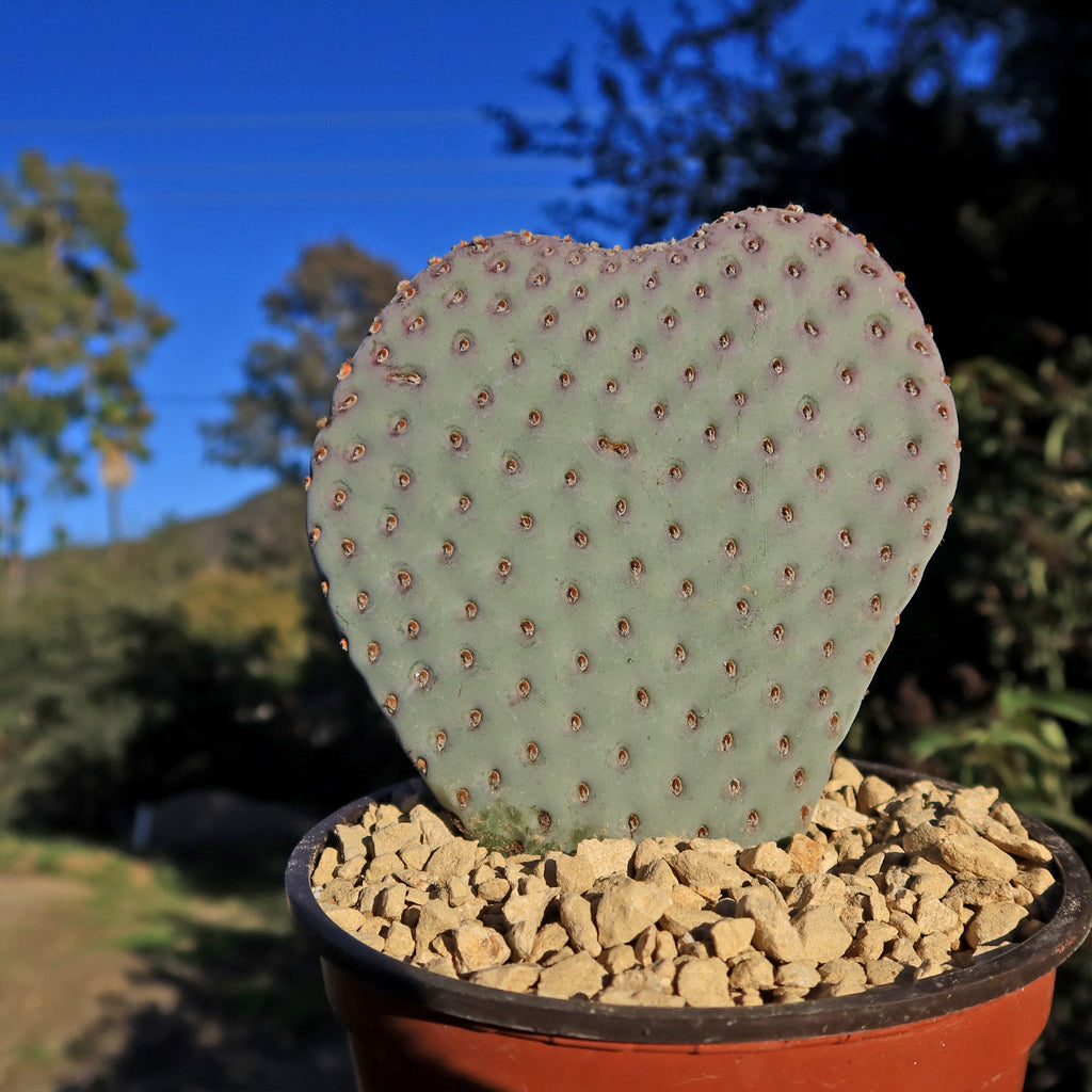 Beavertail Cactus &