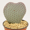 Beavertail Cactus &