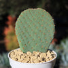 Beavertail Cactus &