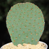 Beavertail Cactus &