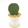 Beavertail Cactus &