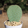 Beavertail Cactus &