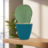 Beavertail Cactus &