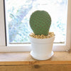 Beavertail Cactus &