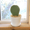 Beavertail Cactus &