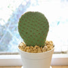 Beavertail Cactus &